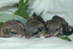 newborn flying squirrel